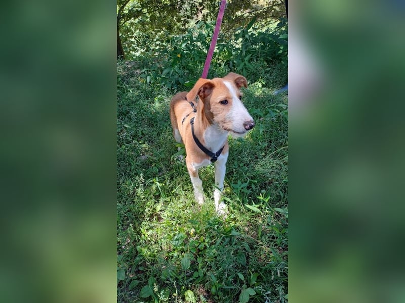 AUFGESCHLOSSENER SCOTT