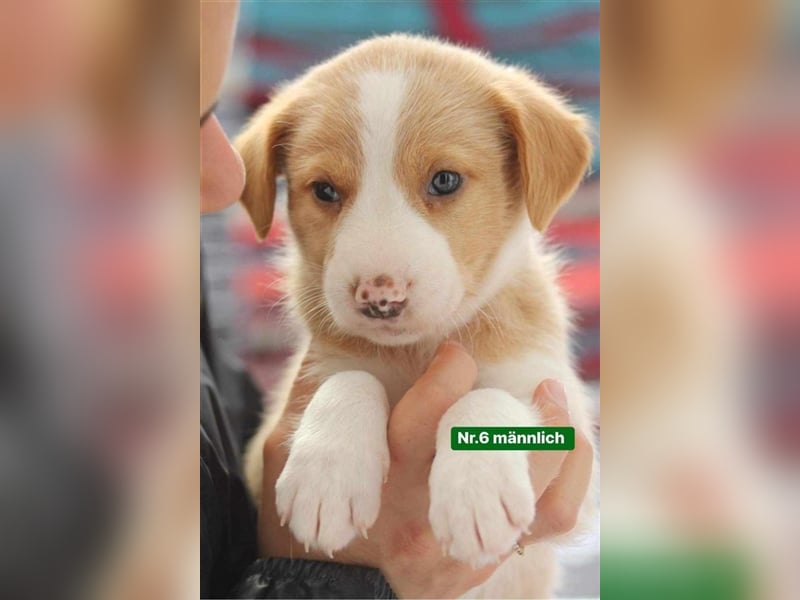 AUFGESCHLOSSENER SCOTT