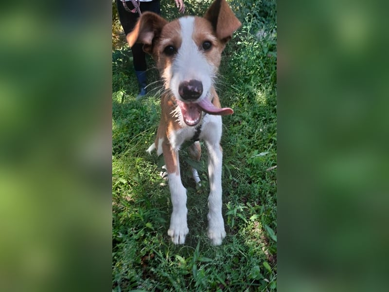 AUFGESCHLOSSENER SCOTT