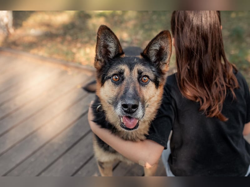 Hübscher Vegas sucht sein Zuhause