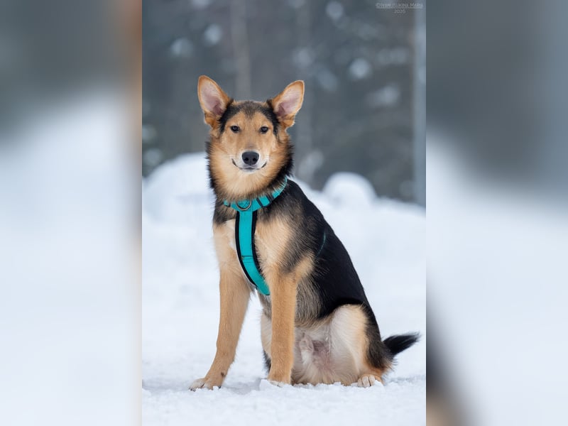 Fröhlicher Nordik sucht seine Familie