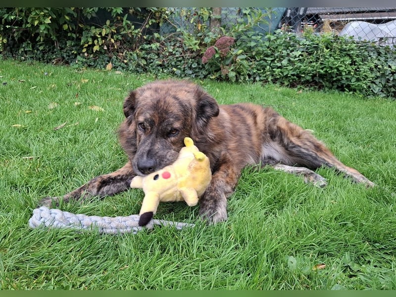 Teddy S283 sucht die menschliche Nähe
