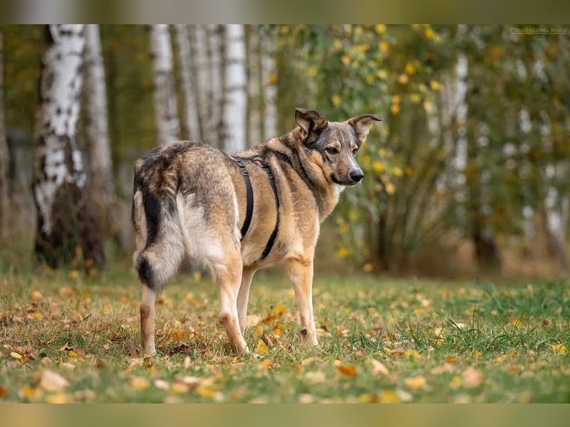 Freundliche Najda sucht ihre Familie