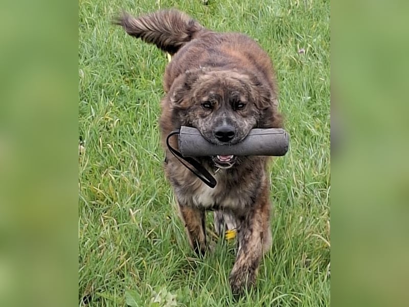 Teddy S283 sucht die menschliche Nähe