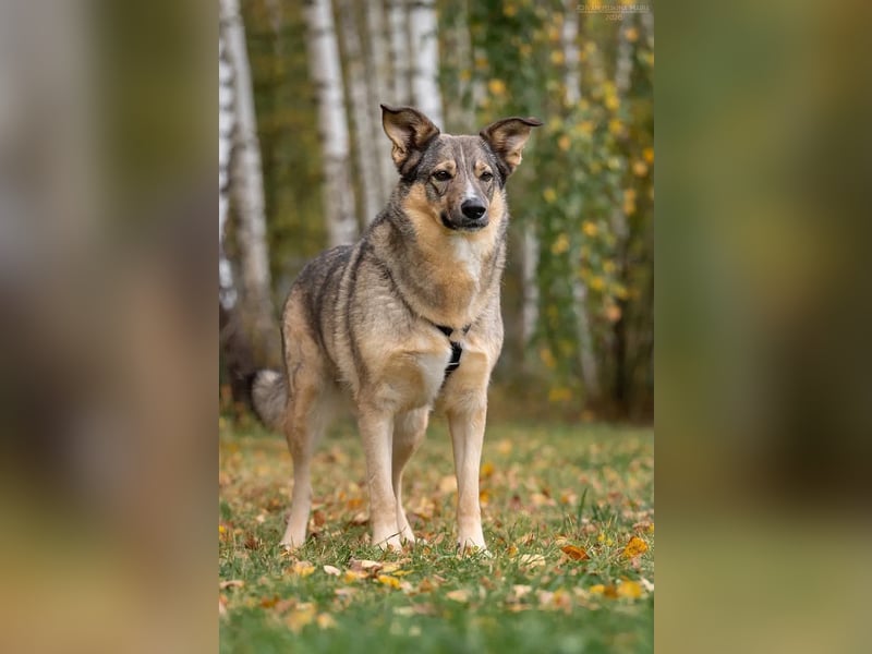 Freundliche Najda sucht ihre Familie