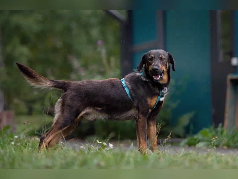 Ruhiger Miroscha sucht warmes Körbchen