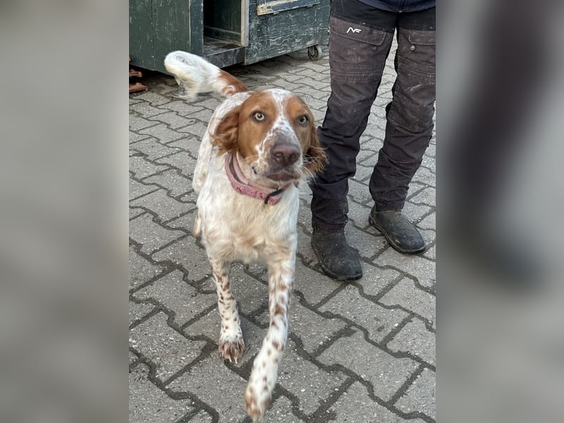 Pet ist ein wissbegieriger Begleiter