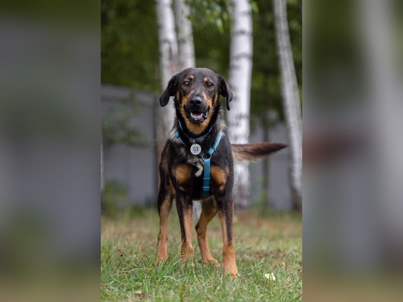 Ruhiger Miroscha sucht warmes Körbchen