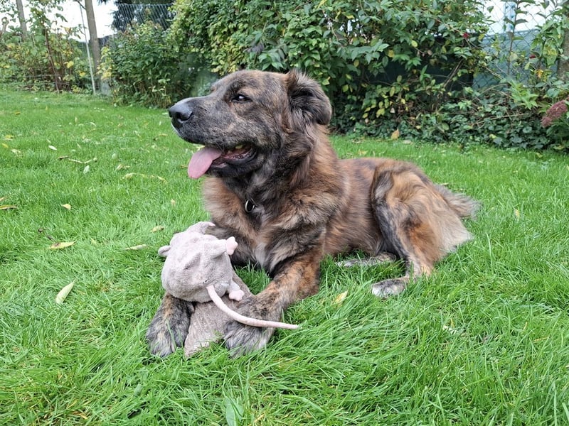 Teddy S283 sucht die menschliche Nähe