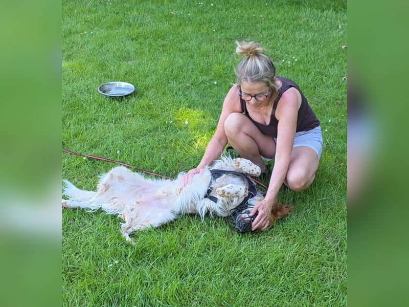 Pet sucht erfahrene Begleiter