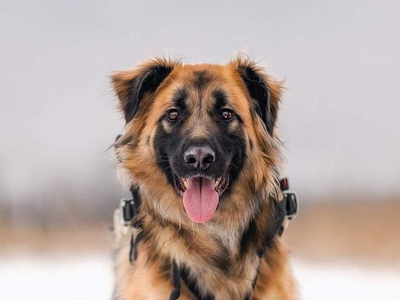 Besonderer Enger sucht sein passendes Zuhause