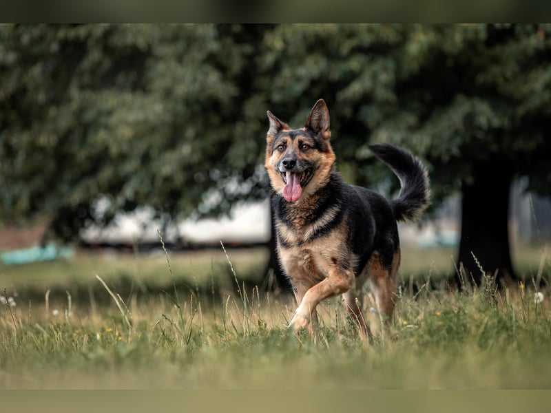Hübscher Vegas sucht sein Zuhause