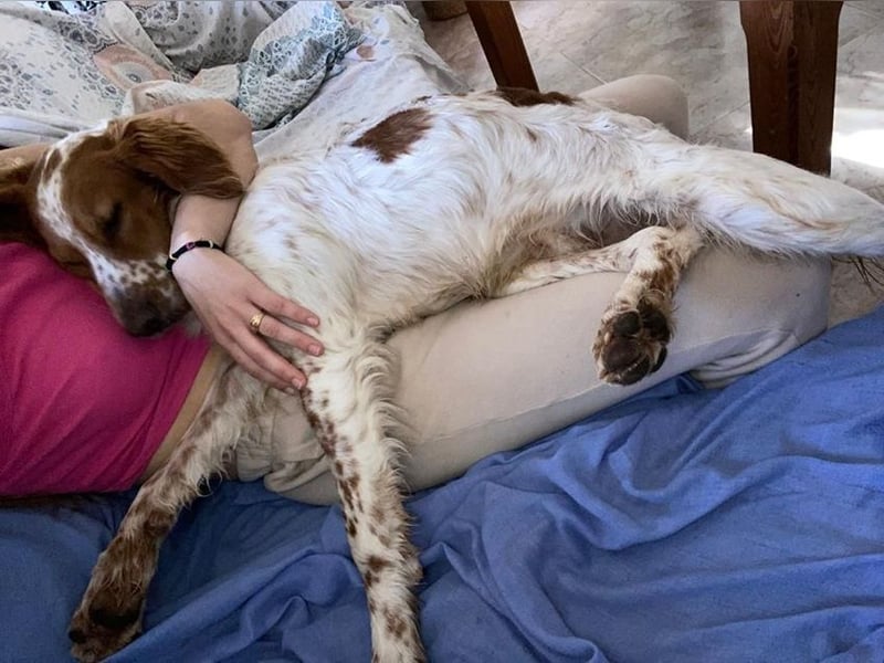 Pet sucht erfahrene Begleiter