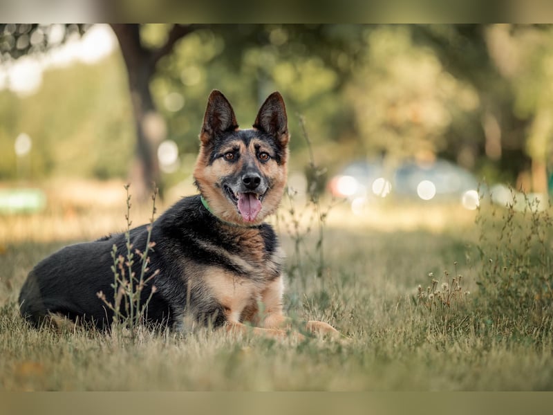 Hübscher Vegas sucht sein Zuhause