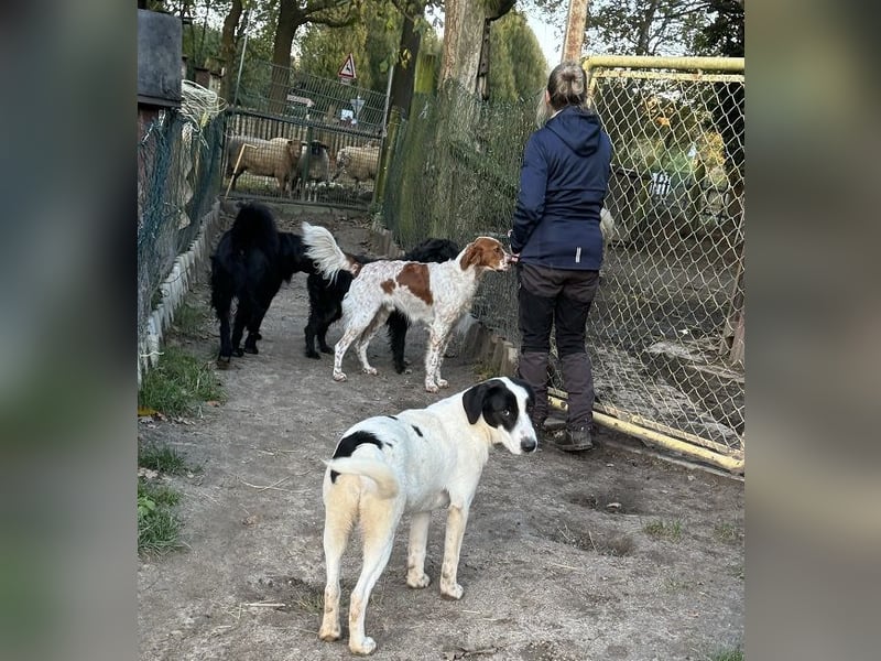 Pet ist ein wissbegieriger Begleiter