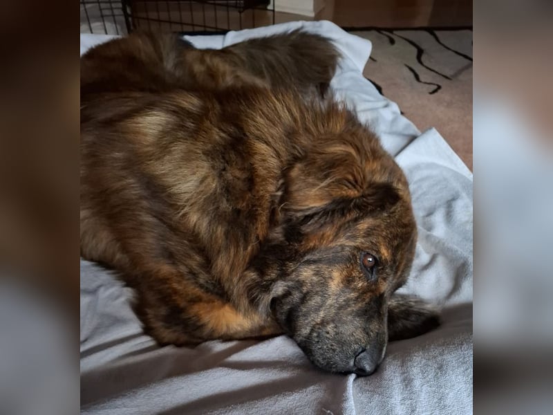 Teddy S283 sucht die menschliche Nähe