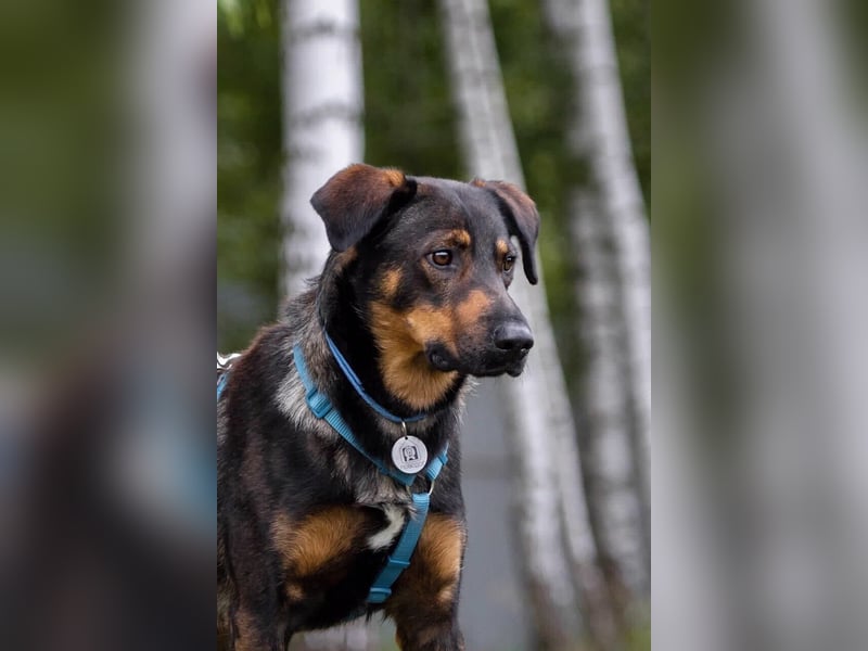 Ruhiger Miroscha sucht warmes Körbchen