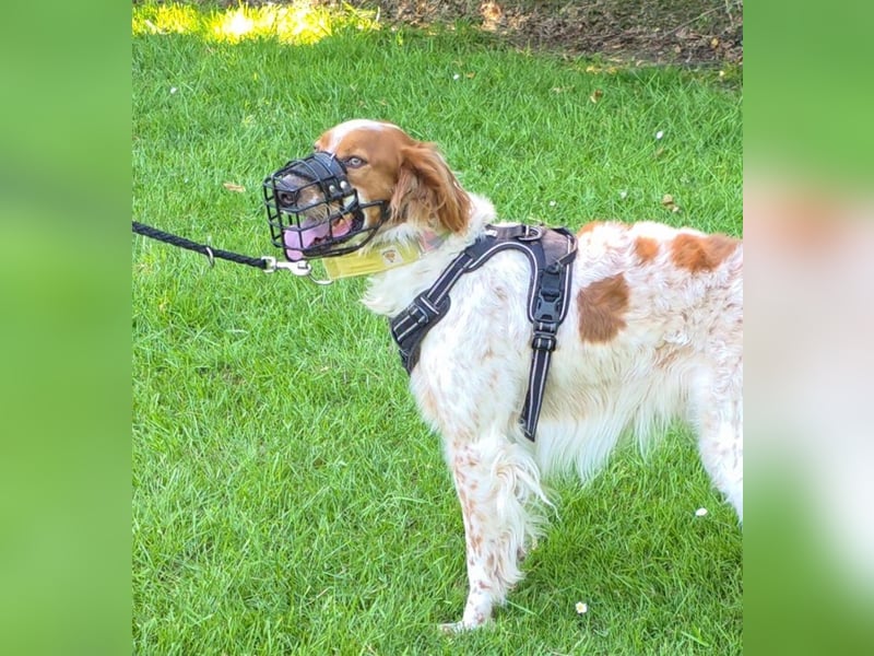 Pet sucht erfahrene Begleiter