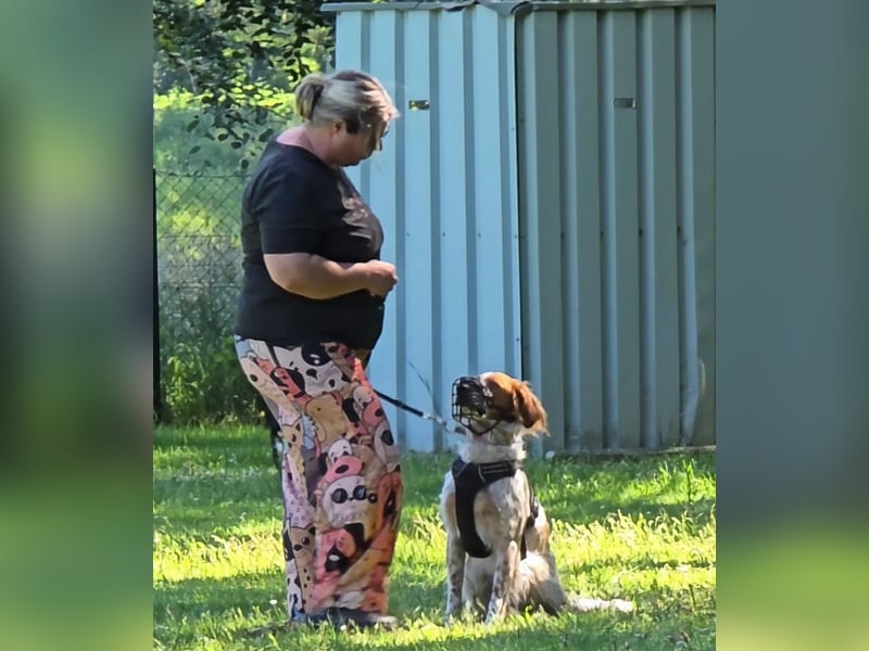 Pet sucht erfahrene Begleiter