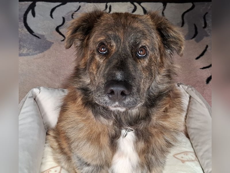 Teddy S283 sucht die menschliche Nähe