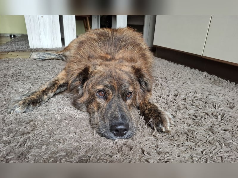 Teddy S283 sucht die menschliche Nähe