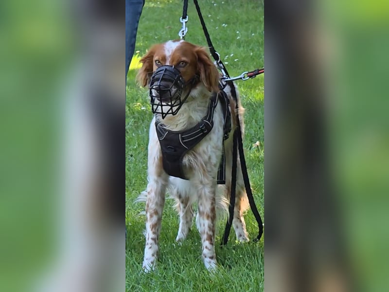 Pet sucht erfahrene Begleiter