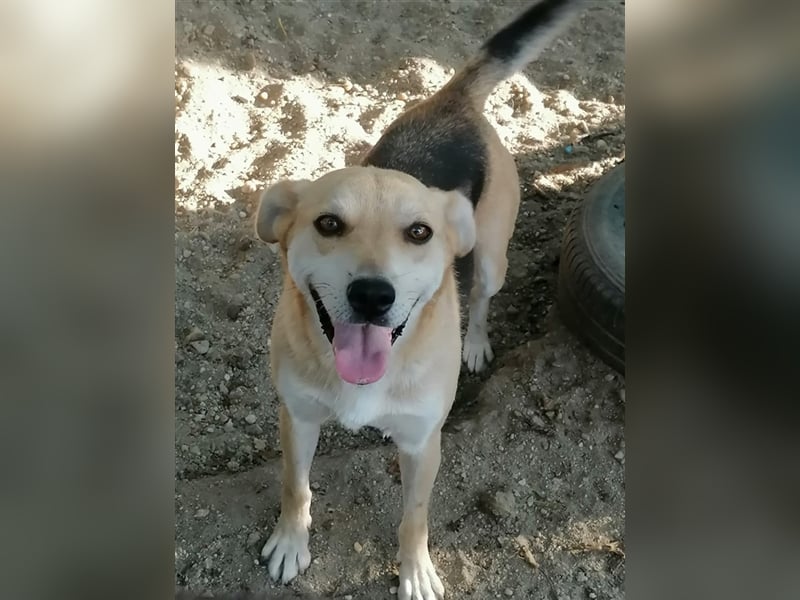 Lupita - aufgeschlossene Hundedame im besten Alter sucht liebevolles Zuhause