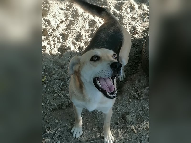 Lupita - aufgeschlossene Hundedame im besten Alter sucht liebevolles Zuhause