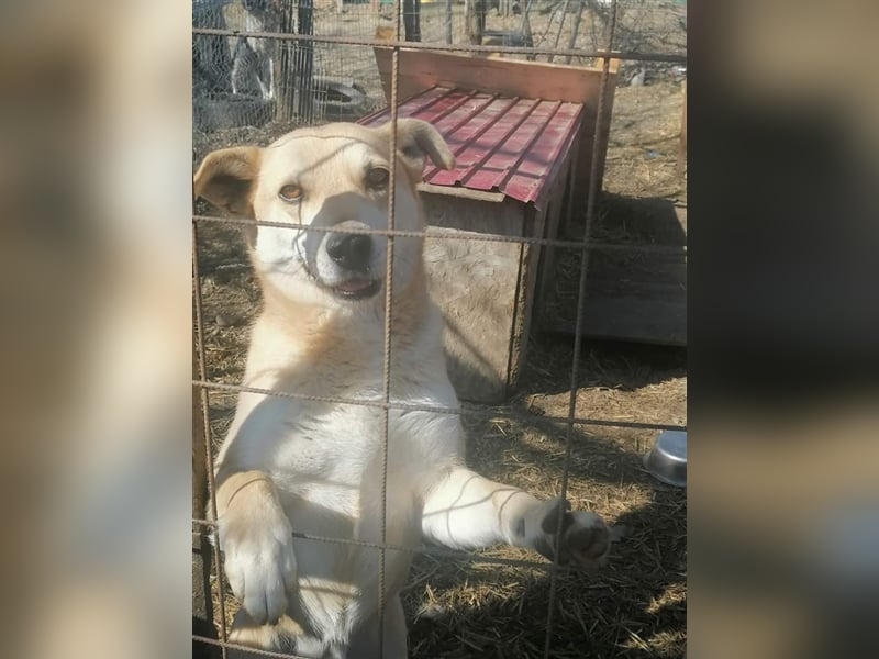 Lupita - aufgeschlossene Hundedame im besten Alter sucht liebevolles Zuhause