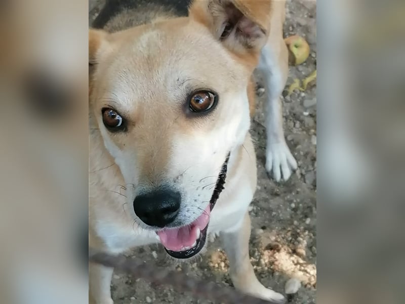 Lupita - aufgeschlossene Hundedame im besten Alter sucht liebevolles Zuhause