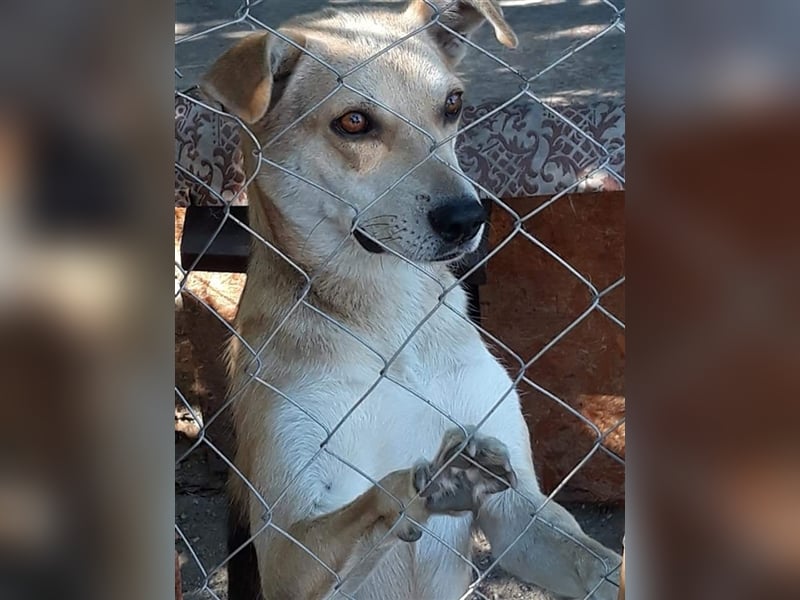 Lupita - aufgeschlossene Hundedame im besten Alter sucht liebevolles Zuhause
