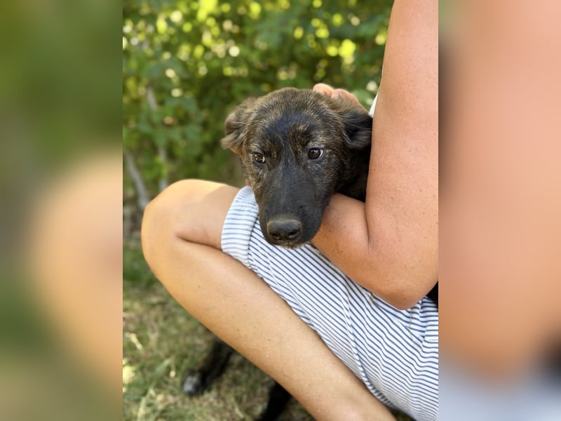 Megara - Kleine Kämpferin wartet auf ihre zweite Chance