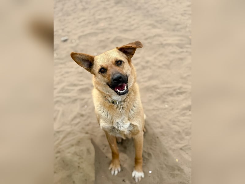 Kajla - Liebevolle Hündin sucht ihr Happy-End!
