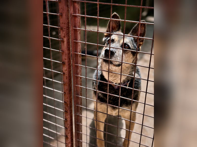 Roni - Treuer Senior mit großem Herzen wartet auf sein Happy End