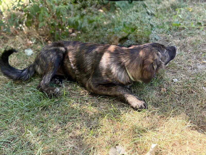 Megara - Kleine Kämpferin wartet auf ihre zweite Chance