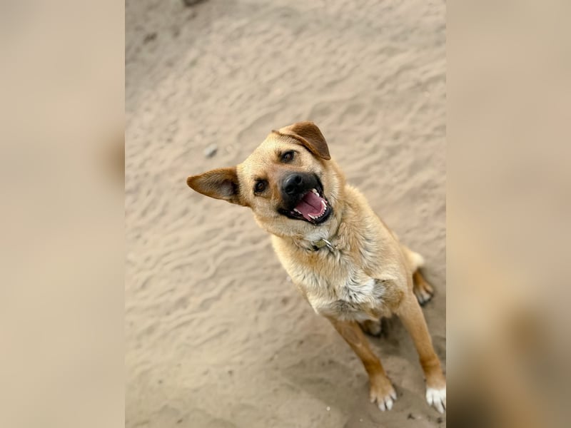 Kajla - Liebevolle Hündin sucht ihr Happy-End!