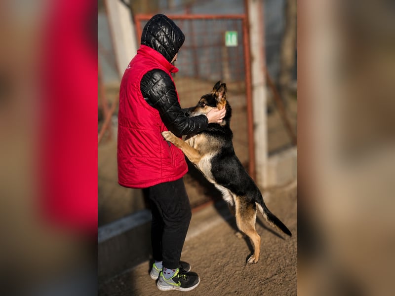 Roni - Treuer Senior mit großem Herzen wartet auf sein Happy End