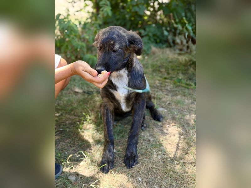 Megara - Kleine Kämpferin wartet auf ihre zweite Chance