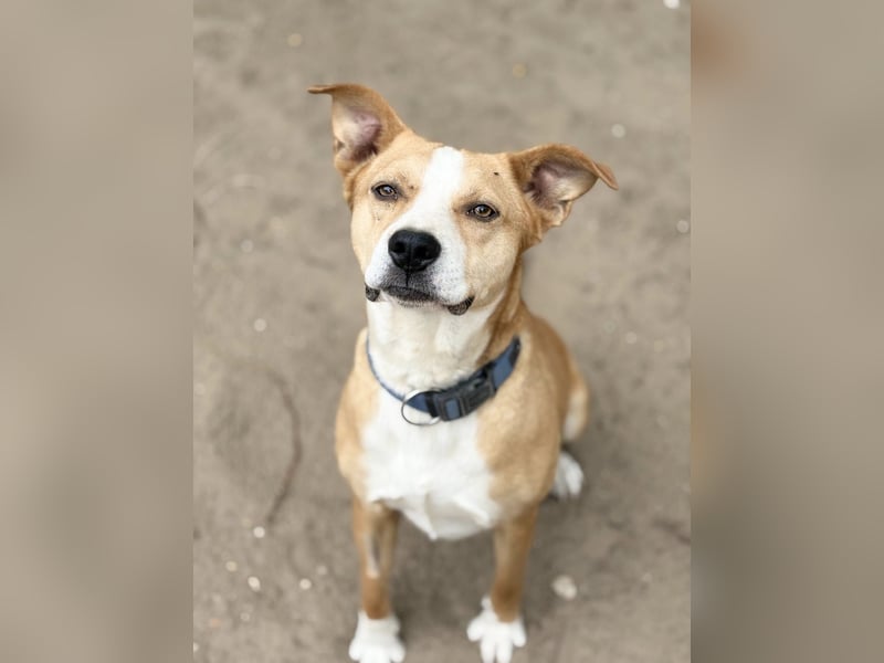 Baki - Freundlicher Hundejunge sucht aktive Menschen!