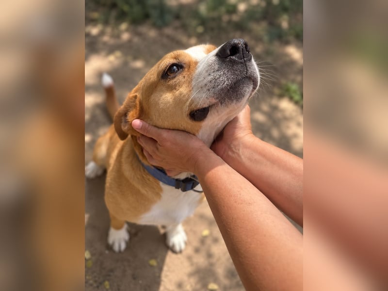 Baki - Freundlicher Hundejunge sucht aktive Menschen!