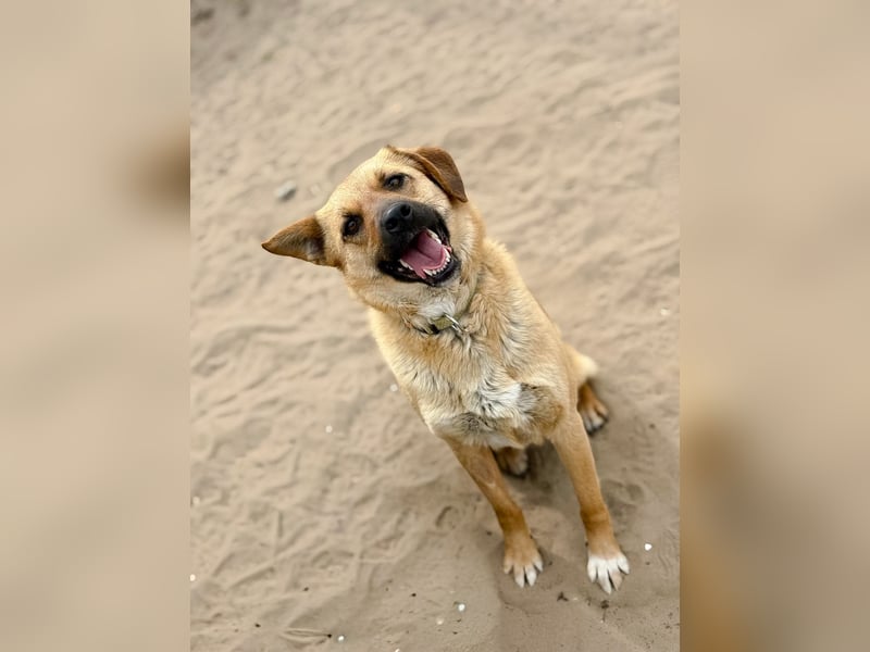 Kajla - Liebevolle Hündin sucht ihr Happy-End!