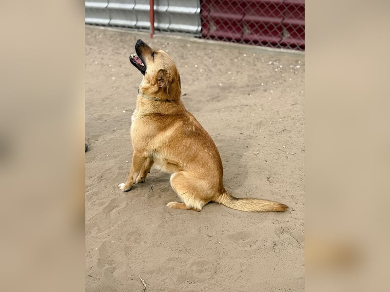 Kajla - Liebevolle Hündin sucht ihr Happy-End!