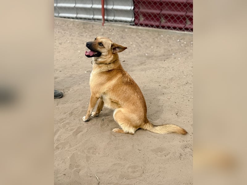 Kajla - Liebevolle Hündin sucht ihr Happy-End!