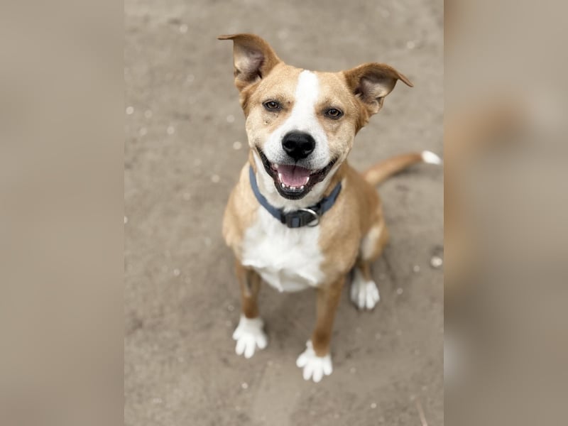 Baki - Freundlicher Hundejunge sucht aktive Menschen!