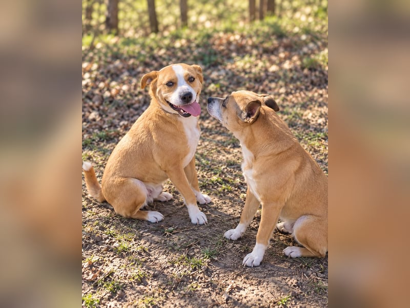 Baki - Freundlicher Hundejunge sucht aktive Menschen!