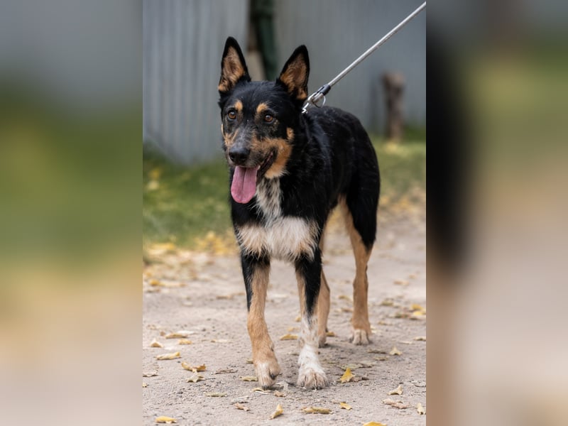 Mirko - Sanfter Senior sucht endlich sein Glück