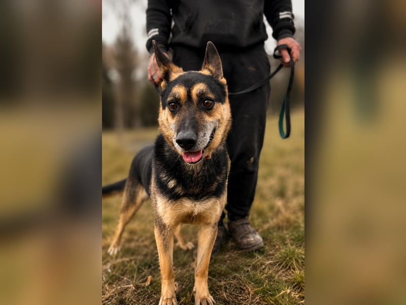Roni - Treuer Senior mit großem Herzen wartet auf sein Happy End