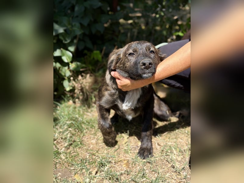 Megara - Kleine Kämpferin wartet auf ihre zweite Chance