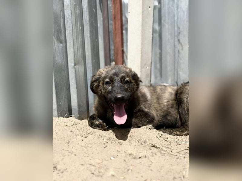 Megara - Kleine Kämpferin wartet auf ihre zweite Chance