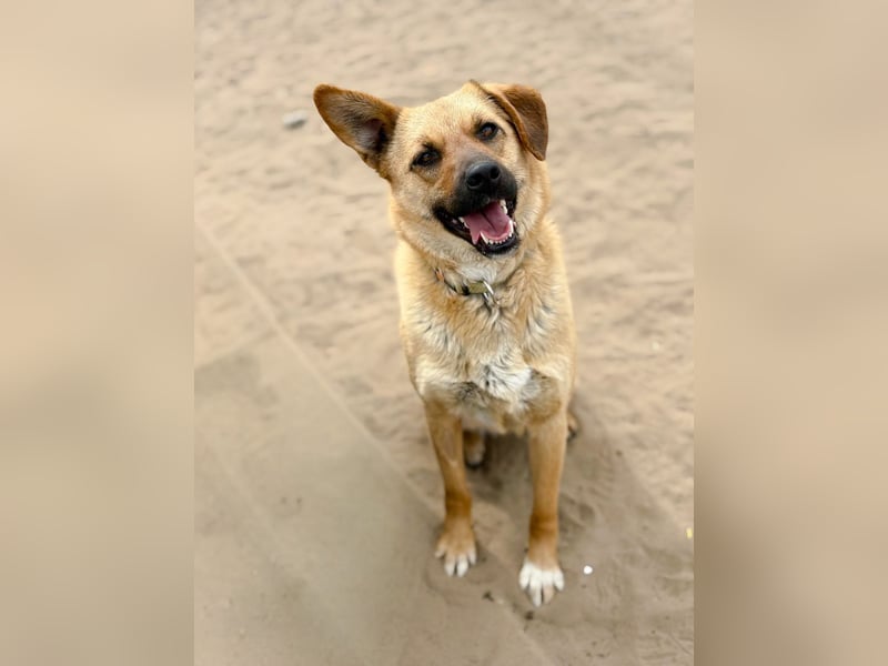 Kajla - Liebevolle Hündin sucht ihr Happy-End!